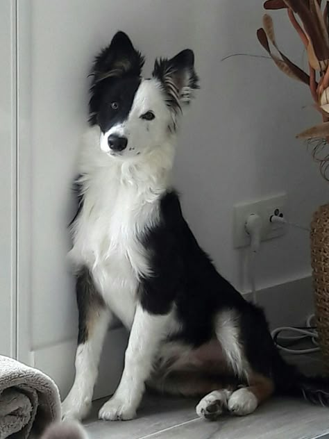 Elegancia Border Collie Dalmatian Cross, Collie Puppies, Black And White Dog, Border Collie Dog, Pretty Dogs, Pretty Animals, Collie Dog, Puppy Breeds, White Dog