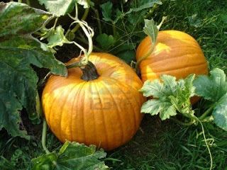 pumpkin When To Harvest Pumpkins, Planting Pumpkin Seeds, When To Plant Pumpkins, Growing Winter Vegetables, Types Of Pumpkins, Pumpkin Varieties, Winter Veggies, Pumpkin Vine, Planting Pumpkins