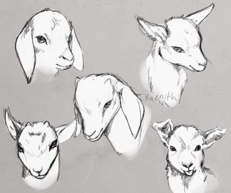 Some goat studies, referencing photos.Many of you can probably guess why I’m practicing drawing goats. Goats Drawing Sketch, Goat Drawings Cute, Goat Nose Drawing, Goat Man Drawing, Goat Art Reference, Goat Anthro Art, Goat Art Cute, Goat Ears Drawing Reference, Goat Hooves Drawing