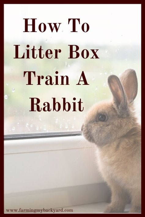 How To Litter Box Train A Rabbit, Rabbit Nesting Box, Box Train, Raising Rabbits For Meat, Rabbit Litter, Rabbit Litter Box, Young Rabbit, Rabbit Farm, Meat Rabbits