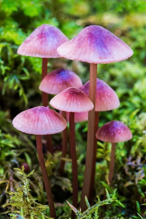 Pink Mushroom Seeds, Weird Nature, Mushroom Images, Mushroom Plant, Mushroom Pictures, Happy Farm, Plant Fungus, Mushroom Fungi, Wild Mushrooms