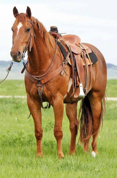 Grullo Horse, Ranch Horse, Raising Farm Animals, Rodeo Horses, Cowgirl And Horse, Horse Boarding, American Quarter Horse, Most Beautiful Horses, Most Beautiful Animals