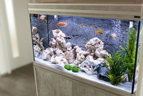 Poissons d'aquarium : 5 astuces pour les aider à faire face à la chaleur Pokemon Fish Tank, Small Freshwater Aquarium, Freshwater Aquarium Design, 30 Gallon Fish Tank, Tank Aesthetic, Aquarium Aesthetic, Aquarium Diy, Fish Tank Cleaning, Wall Aquarium