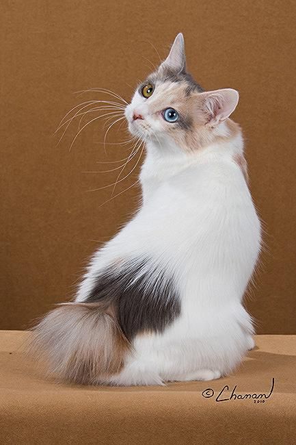 JAPANESE BOBTAIL LONGHAIR: one of the oldest naturally occurring breeds of cat.  Native to the islands of Japan and featured in many ancient prints and paintings. First imported to the United States in 1968. The Japanese Bobtail Shorthair was accepted for CFA championship status in 1976, followed by the Longhair in 1993. Best Cat Breeds, Bobtail Cat, Japanese Bobtail, Cat Anatomy, Japanese Cat, Warrior Cats Art, Cat Pose, Pretty Animals, Warrior Cat