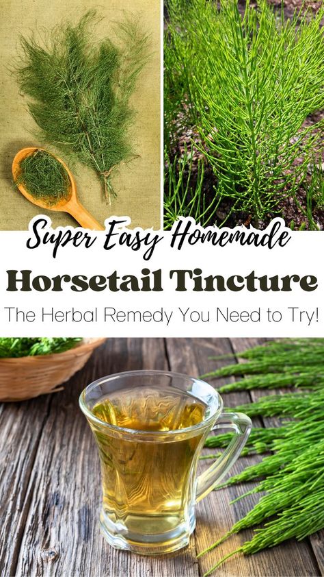 This ancient herb is rich in silica and offers amazing health benefits. Read more to discover how horsetail tincture strengthens connective tissues and cleanses your system naturally. Save it for your wellness journey! Plantain Tincture Benefits, Clove Tincture Benefits, Horsetail Benefits, Infused Alcohol, Green Witchery, Herb Tinctures, Tinctures Recipes, Herbal Education, Herbal Tinctures