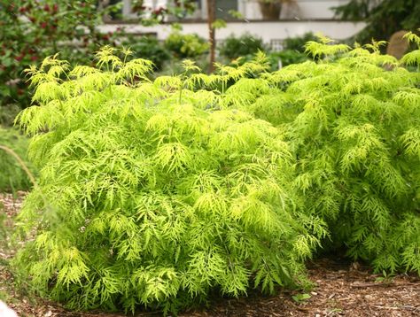 Lemony Lace Elderberry, Greenhouse Glass, Plants For Small Gardens, Elderberry Plant, Elderberry Bush, Flower Bed Plants, Shade Shrubs, Im So Fancy, Backyard Inspiration