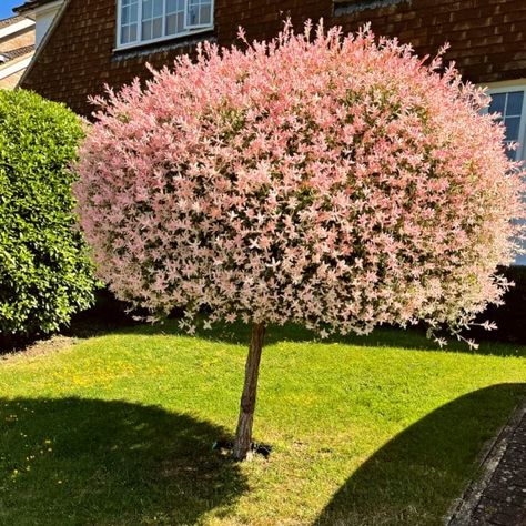 Flamingo tree - Salix integra 'Hakuro-Nishiki' Flamingo Willow Tree, Salix Integra Hakuro Nishiki, Salix Flamingo Tree, Flamingo Willow, Flamingo Tree, Hakuro Nishiki, Salix Integra, Flowers Indoor, Patio Trees