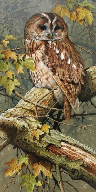 http://gallery.ru/watch?ph=bLZm-gGbOL#feature=topscroll Birds Pictures, Tawny Owl, Painting Birds, Owl Photos, Bird Paintings, Owl Pictures, Beautiful Owl, Wildlife Paintings, Owl Painting