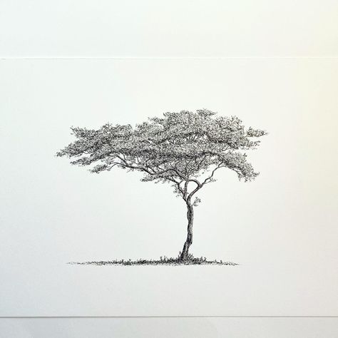 Fine line, black ink drawing of an acacia tree. MSillo, tree artist. Acacia Tree Tattoo Ideas, Fine Line Plant Drawing, Savannah Tree Drawing, Madrona Tree Tattoo, Jungle Tree Tattoo, Cyprus Tree Tattoo, Acacia Tree Illustration, African Tree Drawing, Africa Tree Tattoo