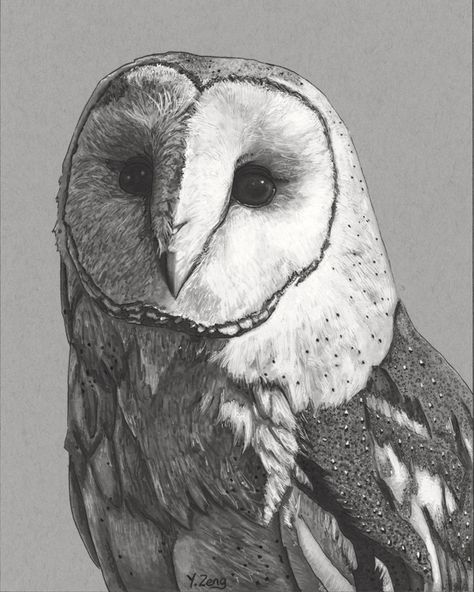 Barn Owl Drawing, Barn Owl Tattoo, Barn Owl Art, Owl Portrait, Cute Owl Tattoo, Owl Art Print, Owl Tattoo Design, Nature Sketch, Original Ink Drawing