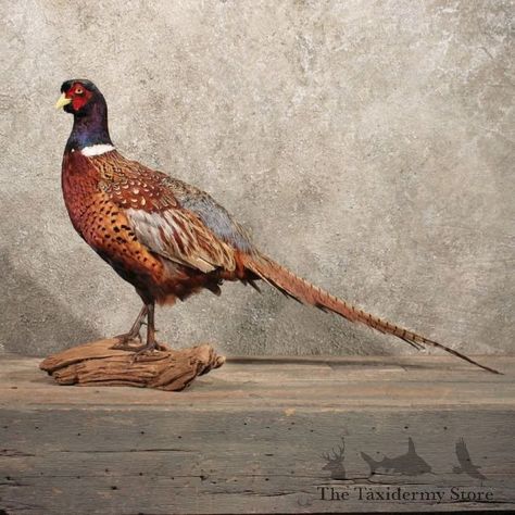 Pheasant Mounts, Grey Partridge, Bird Taxidermy, Indian Peacock, Interactive Bulletin Board, Taxidermy Mounts, Screech Owl, Snow Owl, Pheasant