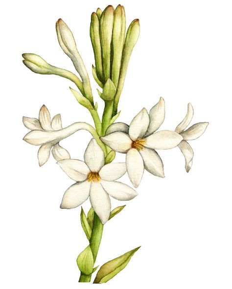 Tuberose Flower, Flower Artwork, Hand Drawn Illustration, Watercolor Art Lessons, Drawn Illustration, Tattoo Placement, Hand Painting Art, Flower Illustration, Floral Illustrations