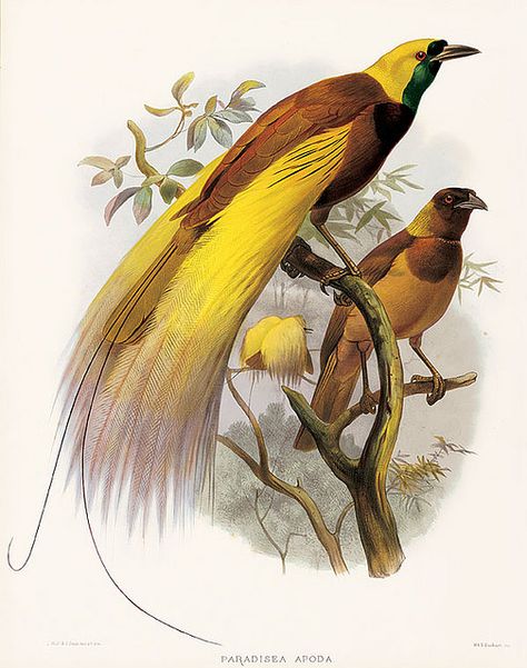 Bird Of Paradise Art, Javan Rhinoceros, Greater Bird Of Paradise, Willie Dixon, Paradise Art, Vintage Bird Illustration, Wall Murals Painted, Scientific Illustration, Bird Of Paradise