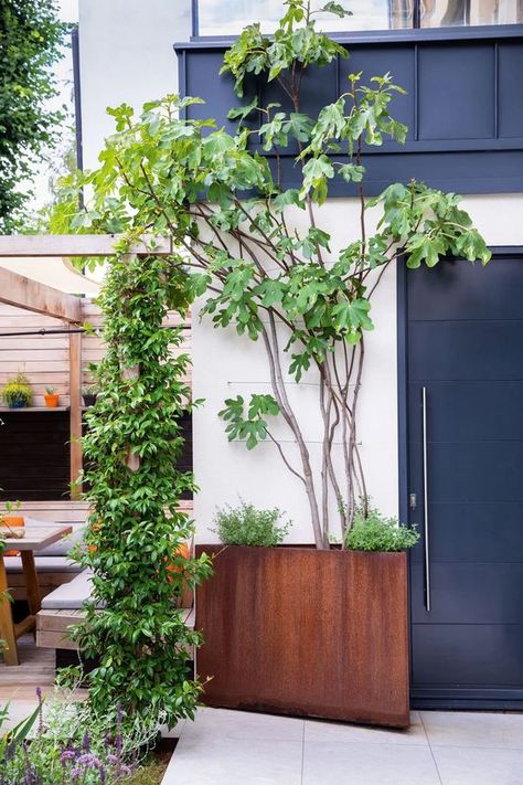 An urban garden: a small west London garden designed by Adolfo Harrison - Gardens Illustrated Fig Tree Outdoor Garden, Fig Tree Garden Design, Corten Steel Planters Landscape Design, Fig Tree Outdoor, House Front Garden, Front Garden Design Ideas, Garden Ideas Flower, Contemporary Trellis, Small Urban Garden