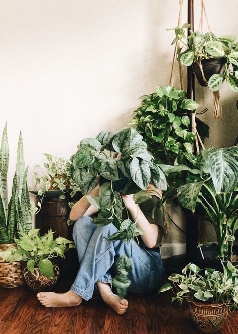 Book Photoshoot Ideas, Plant Photoshoot, Clean Air Plants, Plant Business, Bohemian Ideas, Begonia Maculata, Growing Tomatoes In Containers, Zebra Plant, Aquatic Ecosystem