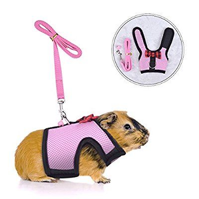 Guinea Pig Supplies, Pig Harness, Best Cat Harness, Bunny Harness, Hamster Pet, Cardboard Cat House, Baby Guinea Pigs, Pet Ferret, Pet Guinea Pigs