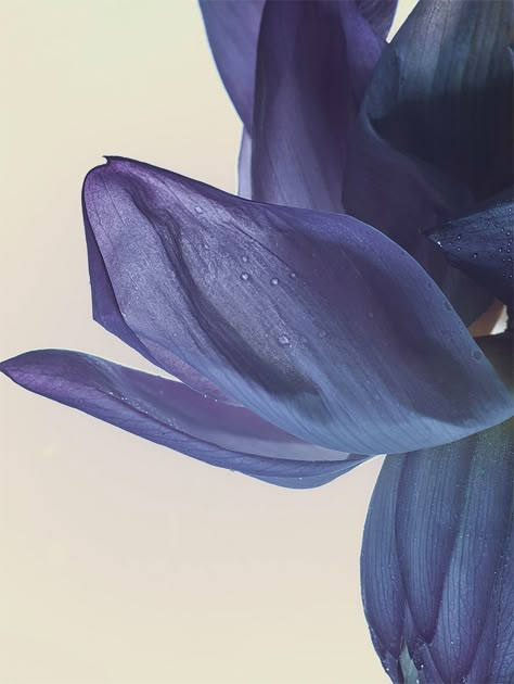 Gorgeous Floral Photography by Candice Milon School Photography, Artist Management, French Photographers, Floral Photography, Graphic Wallpaper, Graphic Design Typography, Life Photography, Still Life Photography, Wallpaper Aesthetic