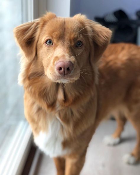 Goldador Puppy, Tolling Retriever Puppies, Toller Puppy, Duck Toller Retriever, Duck Toller, Duck Toller Puppy, Ducktoller Retriever, Duck Retriever, Toller Dog