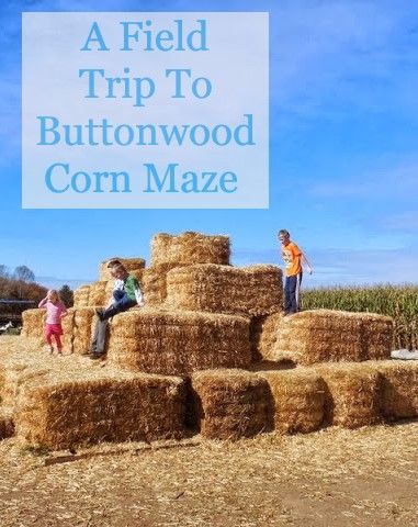 Another A-MAZE-ing day in a Corn Maze! Preschool Field Trip, Homeschool Field Trips, School Field Trip, Autumn Activities For Kids, Fashion Crafts, Corn Maze, Experiential Learning, Baby Pigs, Three Boys