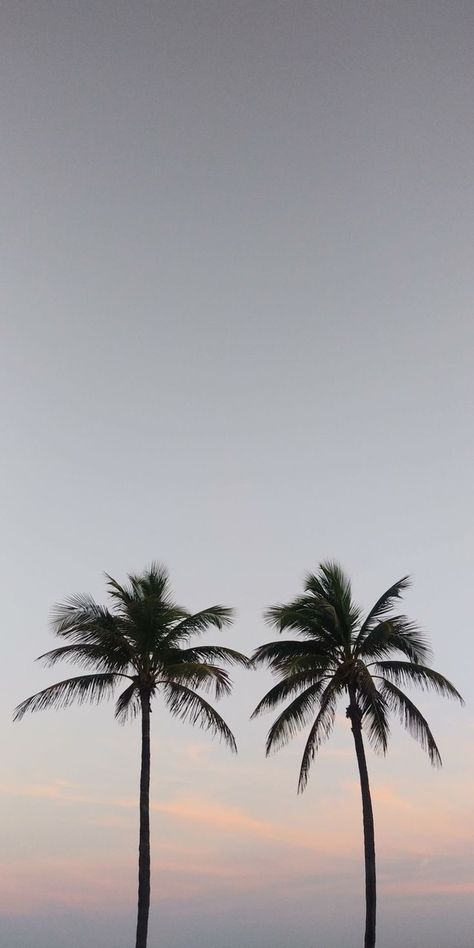 Aesthetic Natural Wallpaper, Cool Images Aesthetic, California Wallpaper Aesthetic, Earthy Wallpaper Aesthetic, La Wallpaper, Cool Backrounds, Vacation Wallpaper, Palm Tree Wallpaper, California Wallpaper