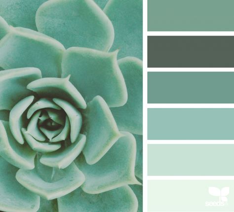 Succulent Hues Design Seeds Color Palette, Seeds Color Palette, Color Moodboard, Zyla Colors, Seeds Color, Color Concept, Color Palate, Design Seeds, Color Palette Design