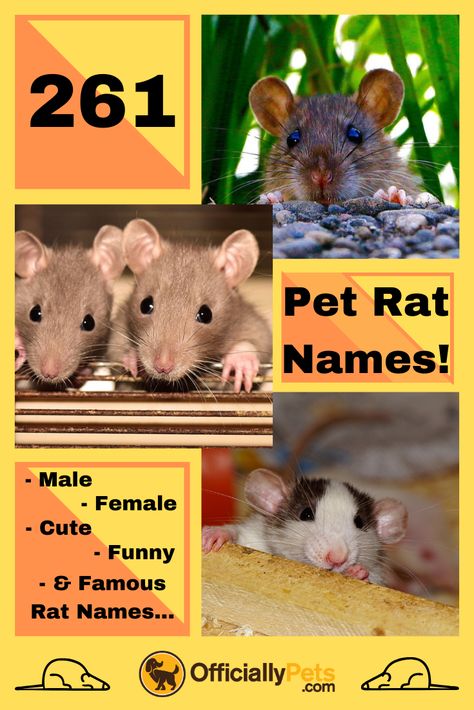 Cute Pet Rat Names, Rat Name Ideas, Pet Rat Names, Female Pet Names, Rat Ideas, Hairless Rat, Rat Care, Names Male, Rat Girl