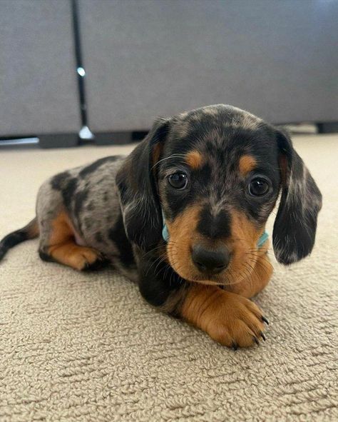 Cute Dachshund Puppy |Cute Dachshund Puppies|Sausage dog puppies|Dachshund Puppies|Doxie dog Puppies|Dachshund puppy|Dachshund Dog Puppies|Doxie Puppies|Weiner Dog puppies|Wiener Dog puppies|Miniature Dachshund puppies|Weenie Dog puppies|Wiener Dog puppies|Hot Dog puppies|Weenie Dog puppies|Dachshund Wiener Dog Puppies, Weiner Dog Puppies, Puppies Dachshund, Dachshund Birthday, Miniature Dachshund Puppies, Puppy Dachshund, Miniature Puppies, Doxie Puppies, Dachshund Puppies For Sale