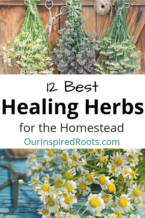 Healing herbs are one of my favorite parts of my homestead garden. They're beautiful AND functional. Find out my favorites, plus how I use them. #herbs #healingherbs #herbalremedies Medicinal Herbs Garden, Medical Herbs, Healing Garden, Homestead Gardens, Healing Plants, Herbs For Health, The Homestead, Tea Garden, Healing Herbs