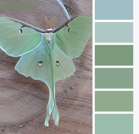 Lunar Moth Color Palette, Luna Moth Color Palette, Moth Color Palette, Luna Moth Aesthetic, Moth Species, Lunar Moth, Lash Products, Hex Color Palette, Mha Oc