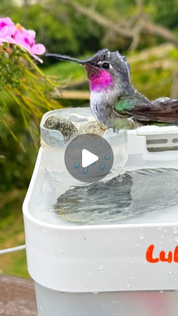 Robbie and Gary Gardening Easy on Instagram: "Hummingbirds bathing in Cat Fountain, fighting to get in the ‘hot tub’ together. The birds here love all our water fountains I make or just set out. Check out the 8 minute video on YouTube, Robbie and Gary Gardening Easy, on the $10 Hummingbird Fountain Birds Love, No Solar #hummingbird #hummingbirds #hummingbirdsofinstagram #hummer #wildlife #wildlifephotography #wild #wildbirds #wild #cats #fun #birdlovers #birdlover #usb #animals #animal #cute #feelgood #fountain #birdbath #water #birdbathing #bath" Hummingbird Bath Fountain, Hummingbird Fountain Bath, Water For Birds In Summer, Solar Powered Hummingbird Fountain, Turkey Baster Hummingbird Bath, Hummingbird Mixture, Hummingbird Fountain, Bird Fountain, Cat Fountain