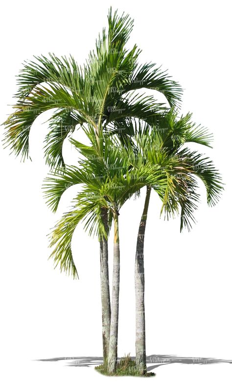 Tree Plan Png, Tree Psd, Palm Tree Png, Palm Tree Drawing, Tree Cut Out, Tree Photoshop, Tree Plan, Palm Tree Art, Tree Textures