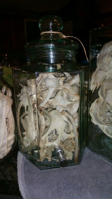 Deer Bones, Oddities Decor, Wet Specimen, Taxidermy Art, Vulture Culture, Bone Crafts, Animal Bones, Glass Pitcher, Animal Skulls