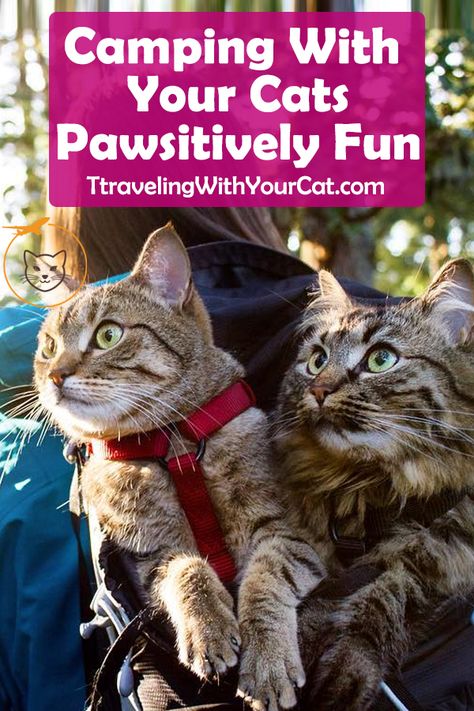 While taking your cat camping may sound like a great idea (and potentially is), you should keep a few things in mind, first. You'll always want to check with your veterinarian beforehand to ensure that your cat doesn't have any physical limitations that will make it difficult  #camping_with_cats #travel_with_cats #travel Cat Camping, Taking Cat, Camping With Cats, Adventure Cat, Dog List, Cat Travel, Cat Harness, Camping Supplies, Cat Training