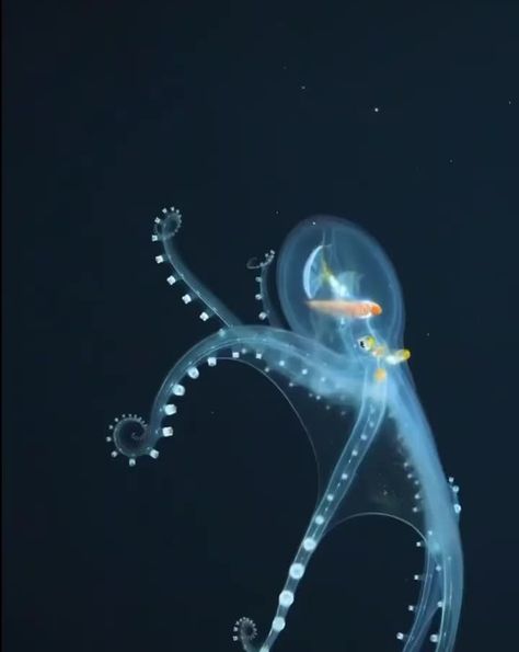 Ocean Life on Instagram: “Actual footage and A Rare Sighting of a Glass Octopus Reveals its Nearly Transparent Membrane in Extraordinary Detail⁣⁣ ⁣⁣ On a 34-day…” Glass Octopus, Sea Explorer, Deep Sea Creatures, Wild Kingdom, Beautiful Sea Creatures, Water Animals, Underwater Creatures, Underwater Life, Aquatic Animals