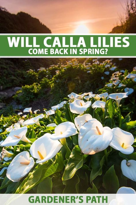 Calla lilies are unique, colorful flowers that add striking elegance to beds, containers, and water gardens. Many varieties can’t survive the cold and are grown as annuals, but some can overwinter. Read about calla lily hardiness now to learn which varieties return in spring on Gardener's Path. #callalily #gardenerspath Calla Lily Flower Bed, Calla Lilies Garden, Zantedeschia Aethiopica, Northwest Garden, Arum Lily, Lily Garden, Herb Gardening, Farm Projects, Hydrangea Garden