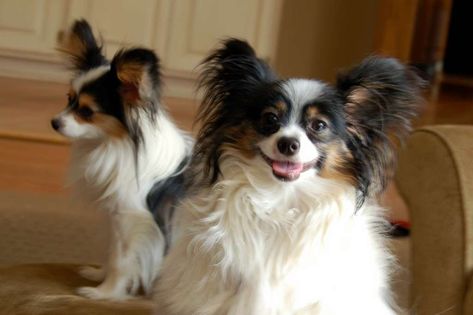 Épagneul papillon. © Peter Jackson, Flickr Smartest Dog Breeds, Peter Jackson, Best Dog Photos, Border Collie Dog, Guide Dog, Smart Dog, Collie Dog, Popular Dog, Sporting Dogs