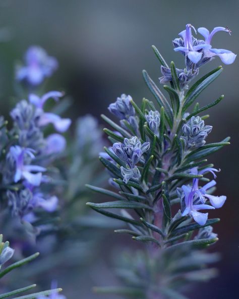 Rosemary Plant Aesthetic, Rosemary Aesthetic Flower, Rosemary Photography, Rosemary Aesthetic, Rosemary Art, Angiosperms Plants, Herbs Aesthetic, How To Grow Rosemary, Rosemary Garden