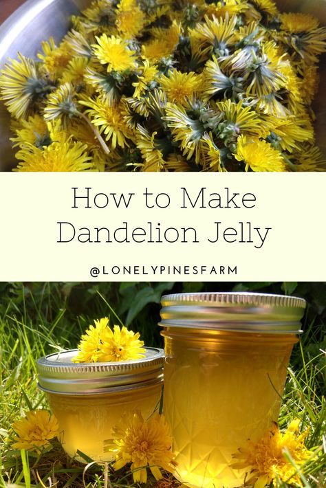 Dandelions are more than just weeds! They also make a delicious, floral jelly that tastes just like honey. This is the perfect afternoon project for kids & first-time canners. The great news is that you don't need to know about water-bath canning to make this incredible jelly. It also stores great in the refrigerator. Capture the taste of summer all year long! Dandelion Uses, Flower Jelly, Foraging Recipes, Dandelion Tea, Dandelion Jelly, Foraged Food, Herbal Recipes, Jam And Jelly, Kampot