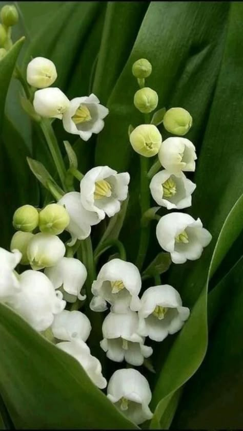 Lily Of The Valley Flowers, Valley Flowers, Bunch Of Flowers, Exotic Flowers, Beautiful Blooms, Flowers Nature, Lily Of The Valley, Flower Pictures, Amazing Flowers