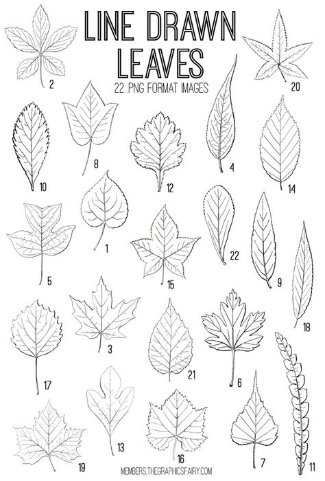 Beautiful Leaves Drawing, Line Drawings Leaves, Leaf Drawing Reference, Leaves And Flowers Drawings, Different Leaves Drawings, Drawing Leaves Easy, Drawing Leaves Step By Step, How To Draw Fairy, Leaves Drawing Sketches