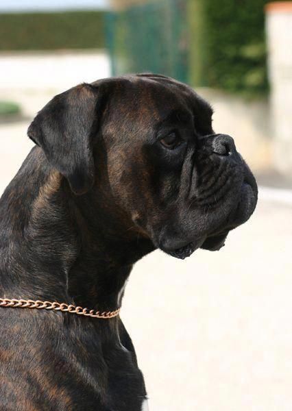 German Boxer, Boxers Dogs, Brindle Boxer, Boxer And Baby, Cesar Millan, Boxer (dog), Dog Smells, Puppy Kisses, Boxer Puppy