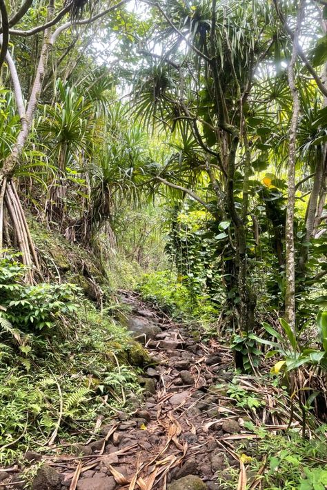 Hiking trail phone background Hiking Background, Picture Iphone, Na Pali Coast, Power Catamaran, Phone Pictures, Napali Coast, Hawaii Pictures, Background Phone, Hanalei Bay