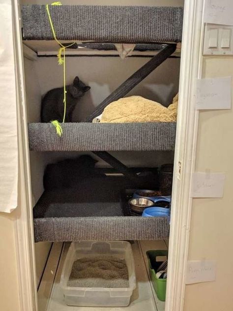 DIY Cat Tree in Closet Cat Nook, Indoor Gate, Indoor Gates, Cat Closet, Bob Cats, Cats Tips, Diy Home Upgrades, Crazy Home, Diy Cat Tree