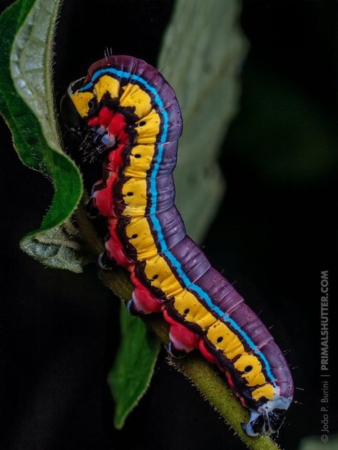 Rainbow caterpillar from Brazil Rainbow Caterpillar, Colorful Caterpillar, Caterpillar Insect, South American Rainforest, Insect Photos, Moth Caterpillar, Wild Animals Pictures, Cool Bugs, Beautiful Bugs