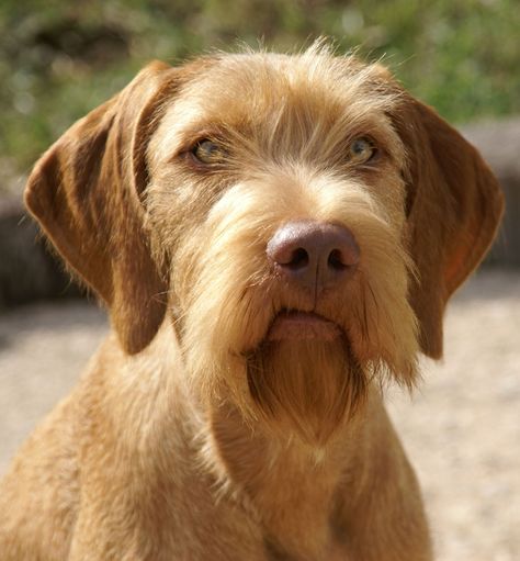 The most bueatiful dog - What a face! - Koppertone Vizslas Unusual Dog Breeds, Hungarian Dog, Wirehaired Vizsla, Airedale Dogs, Wallpapers Cute, Vizsla Dog, Redbone Coonhound, Vizsla Dogs, Active Family