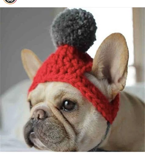 Crocheted Dog, Crochet Dog Hat, Bulldog Clothes, Dog Beanie, Pom Dog, Bulldog Francese, Winter Knit Hats, Outdoor Cats, Dog Hat