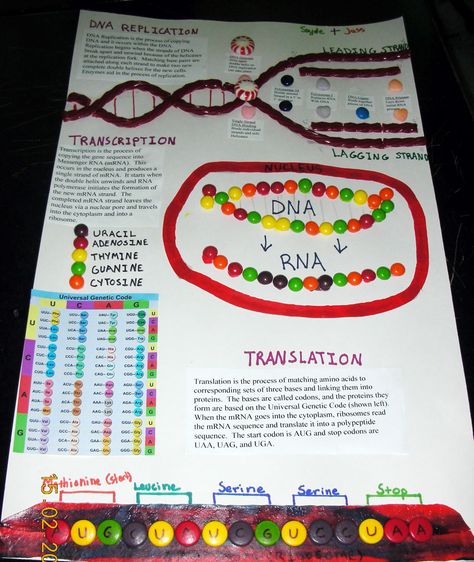 Honors Biology @ Lawrenceville: Samples of Student work Dna Activities, Biology Ideas, Biology Activity, Work Poster, Biology Projects, Transcription And Translation, Biology Resources, School Biology, Biology Classroom