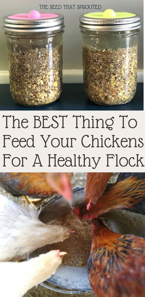 Good health starts in the gut. Learn how to easily ferment your chicken feed for immune support. #bakyardchickens #fermentation #chickens #homesteading #guthealth Chicken Feed Diy, Fermenting Chicken Feed, Food For Chickens, Chicken Care, Backyard Chicken Farming, Homestead Farm, Chicken Eating, Raising Backyard Chickens, Backyard Flocks