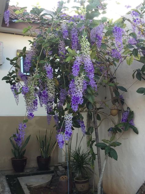 sandpaper vine violet Sandpaper Vine Plant, Petrea Volubilis Flower, Purple Climbing Flowers, Pnw Farmhouse, Petrea Volubilis, Vine Fence, Climber Plants, Plant Names, Climbing Flowers