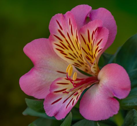 Alstroemeria | Roland Botterman | Flickr Alstroemeria Flower Arrangements, Alstroemeria Drawing, Peruvian Flowers, Alstroemeria Tattoo, Alstroemeria Flower, Lilium Flower, Peruvian Lily, Peruvian Lilies, Flower Identification